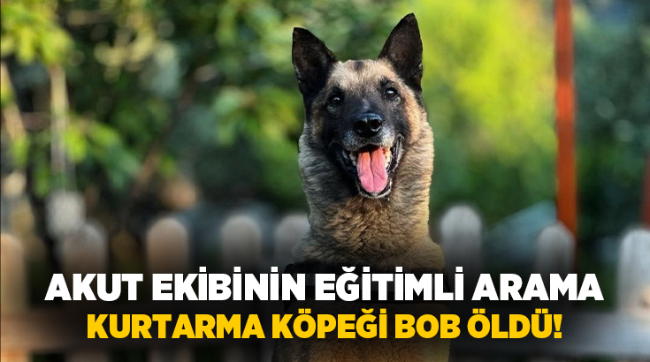  Aydın’ın Kuşadası ilçesinde, AKUT ekibinin eğitimli arama kurtarma köpeği olan