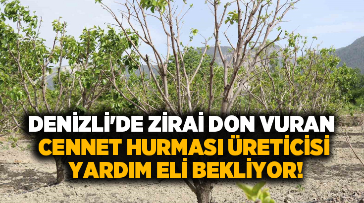 Kuru cennet hurması üretiminde Türkiye birincisi olan Denizli’nin Honaz ilçesinde,