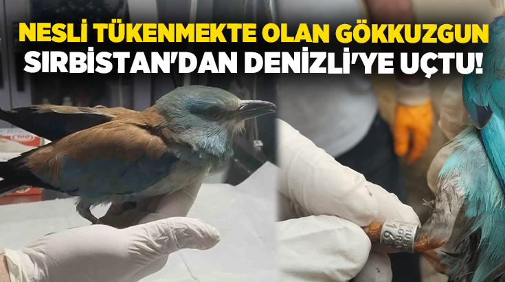 Denizli’nin Çal ilçesinde doğanın olağanüstü bir misafiri tespit edildi. İlçeye