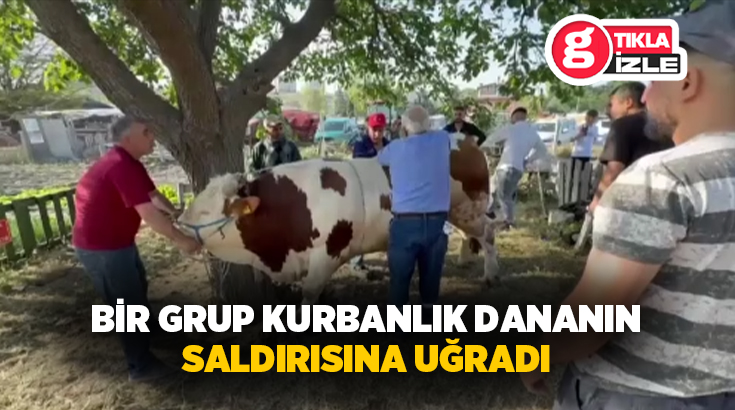 Ankara’nın Sincan ilçesinde kurbanlık danayı devirmek isteyen bir grup dananın