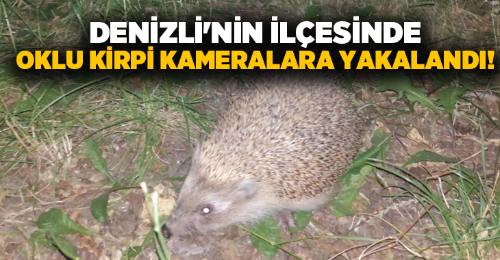 Yaşanan kuraklığa bağlı olarak, Buldan’daki yerleşim alanlarında görüntülenen yaban hayvanlarının