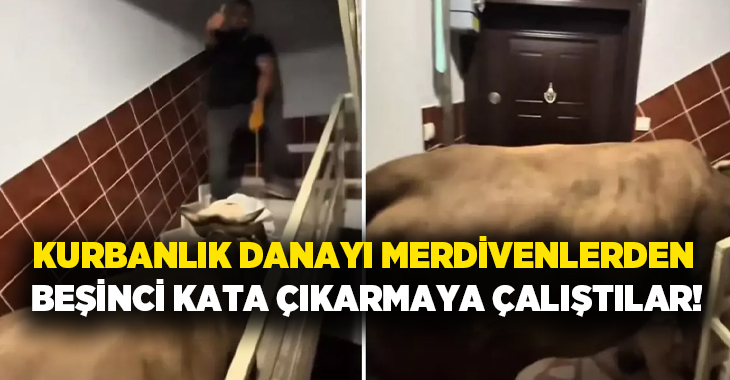 İki kişi kurbanlık danayı apartmanın merdivenlerinden 5. kata çıkarmaya çalıştı.