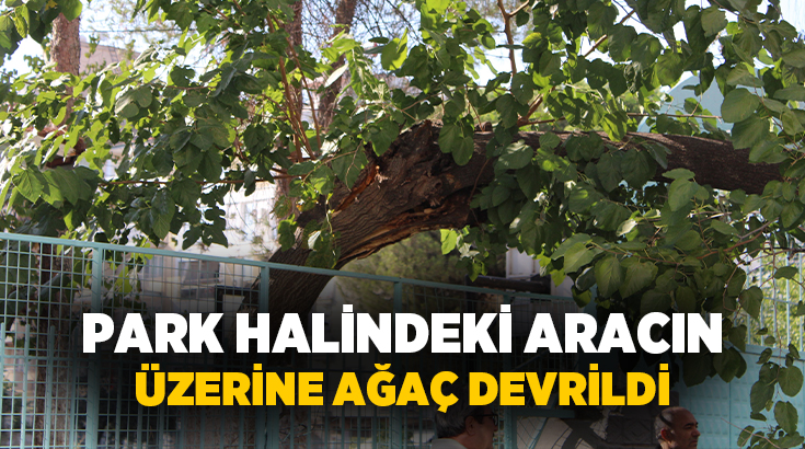 Aydın’ın Efeler ilçesinde park halindeki ağacın üzerine, dut ağacı devrildi.