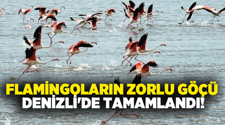 Her yıl sıcakların artmasıyla birlikte Nil Havzası’ndan yola çıkan flamingolar,