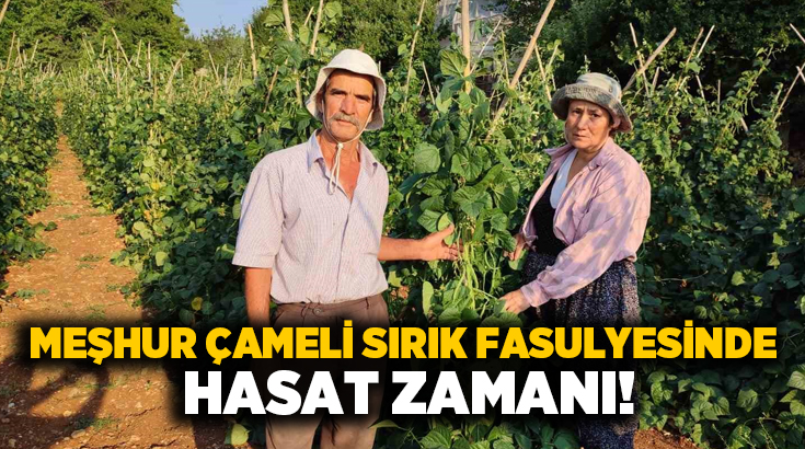 Meşhur Çameli fasulyesi, bölgenin coğrafi işaretiyle birlikte Türkiye genelinde adından