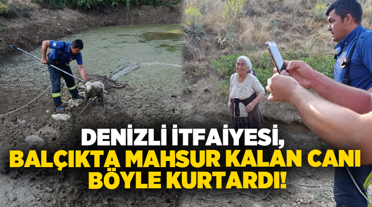 Olay, Koparan Mahallesi kırsalında meydana geldi. Şadiye Akyer’e ait kuzu,