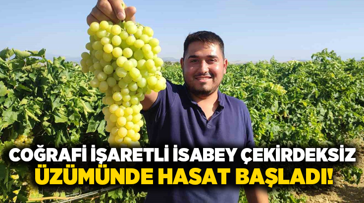 Denizli’nin Çal ilçesinde, coğrafi işaretle tescillenen İsabey çekirdeksiz üzümünde hasat