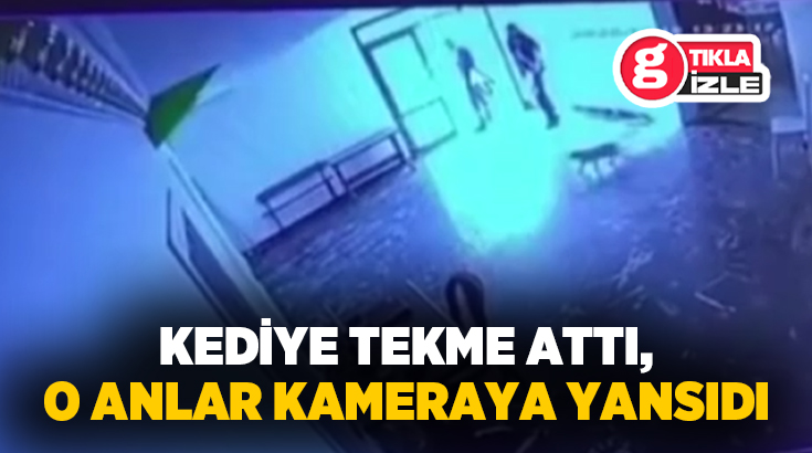 Elazığ’da belediyeye ait çok amaçlı salona giren bir kediye görevlinin