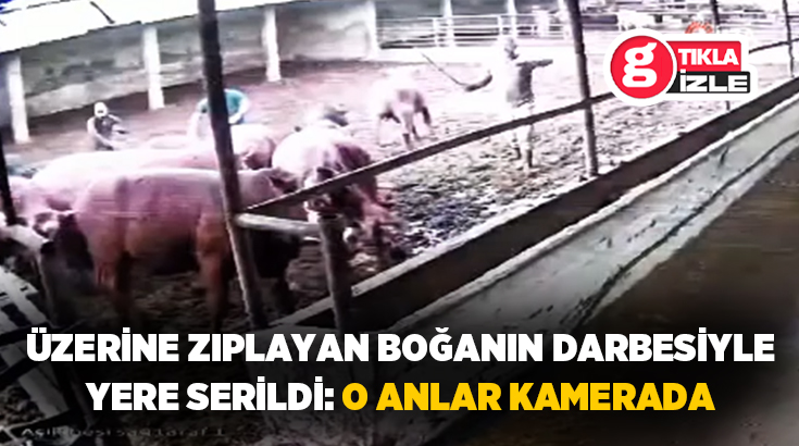 Amasya’da bir çiftlikte besici üzerine zıplayan boğanın darbesiyle yere serildi.