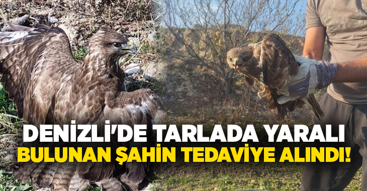 Denizli’nin Buldan ilçesinde tarlada yaralı olarak bulunan şahin, tedavi altına