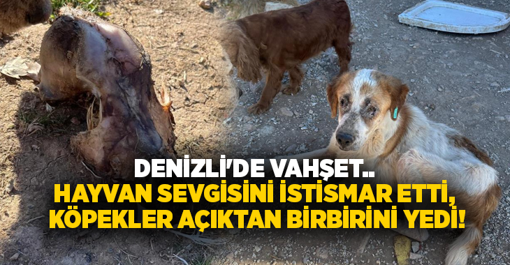 Denizli'nin Bekilli ilçesinde, sokaklardan toplanarak 'iyi bakıldıkları' iddia edilen, yurt