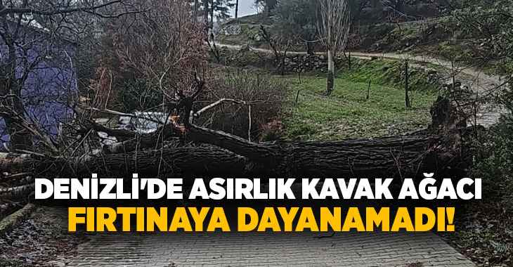 Denizli’nin Buldan ilçesinde bulunan asırlık kavak ağacı, bölgede etkili olan