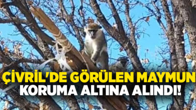 Denizli’nin Çivril ilçesinde bir vatandaşın arazisinde fark ettiği iki maymundan