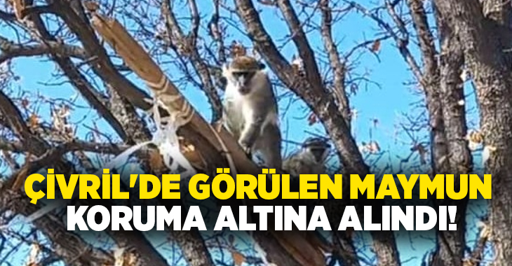 Denizli’nin Çivril ilçesinde bir vatandaşın arazisinde fark ettiği iki maymundan