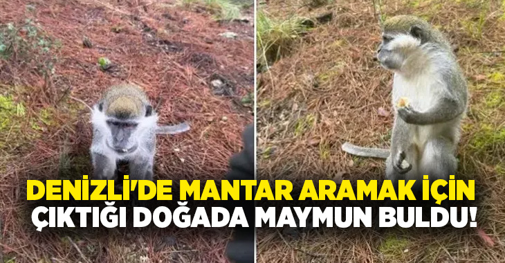Denizli’de ormanda maymunla karşılaşan vatandaş, ekipler gelene kadar hayvanı oyalamaya