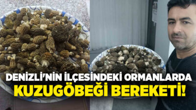 Sık ve bol yaşanan yağmur yağışların etkisiyle Buldan’da kuzugöbeği mantarı