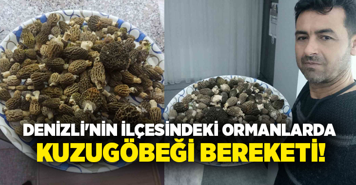 Sık ve bol yaşanan yağmur yağışların etkisiyle Buldan’da kuzugöbeği mantarı