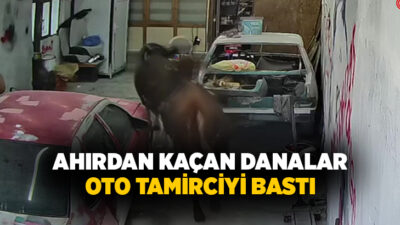Ankara’nın Elmadağ ilçesinde ahırdan kaçan danalar oto tamirciye girdi. O