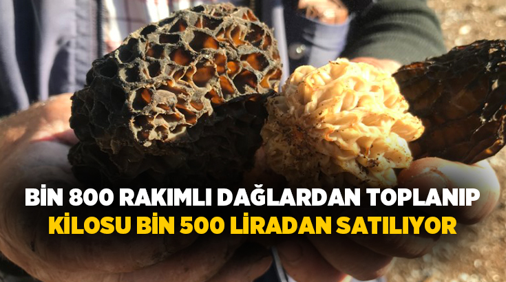 Antalya’nın Akseki ilçesinde, doğada kendiliğinden yetişen ve halk arasında "göbek"