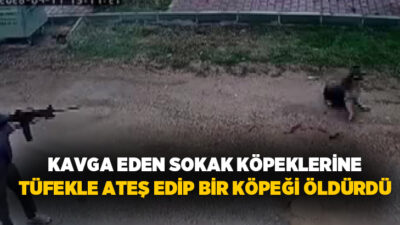 Antalya’nın Kepez ilçesinde kavga eden sokak köpeklerine pompalı tüfekle ateş