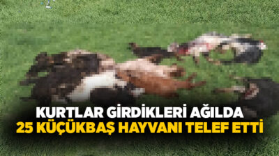 Kütahya’nın Emet ilçesi Göncek köyünde kurtların girdiği ağılda 25 küçükbaş