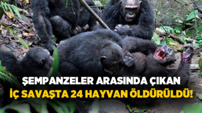Uganda’da 2018’den beri iki gruba bölünen şempanzeler arasındaki çatışmalarda 17’si