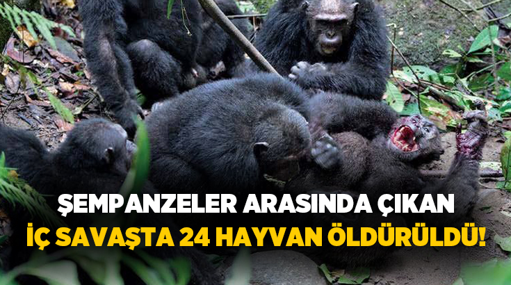 Uganda’da 2018’den beri iki gruba bölünen şempanzeler arasındaki çatışmalarda 17’si