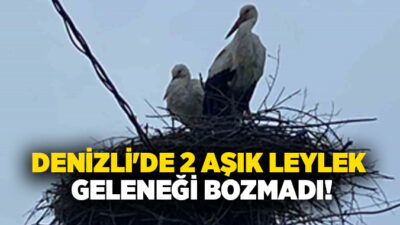 Denizli’nin Buldan ilçesi Yenicekent Mahallesinde bir aydınlatma direğine yuva yapan