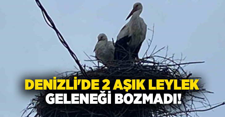 Denizli’nin Buldan ilçesi Yenicekent Mahallesinde bir aydınlatma direğine yuva yapan