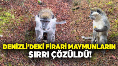 Denizli’de ardı ardına yaşanan firari maymunların hikayesi ortaya çıktı. Bakımı