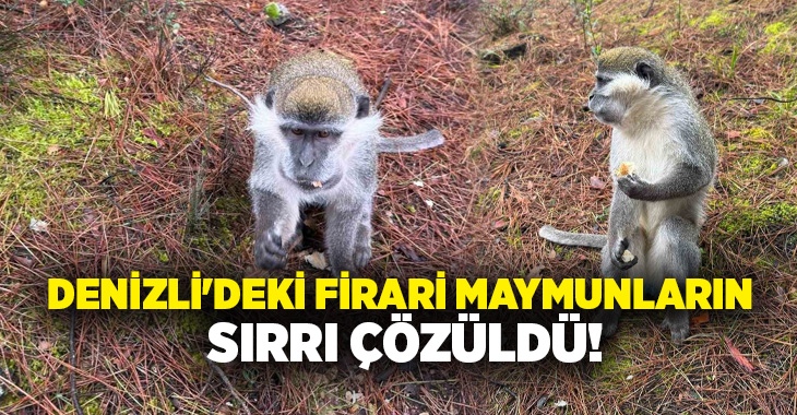 Denizli’de ardı ardına yaşanan firari maymunların hikayesi ortaya çıktı. Bakımı
