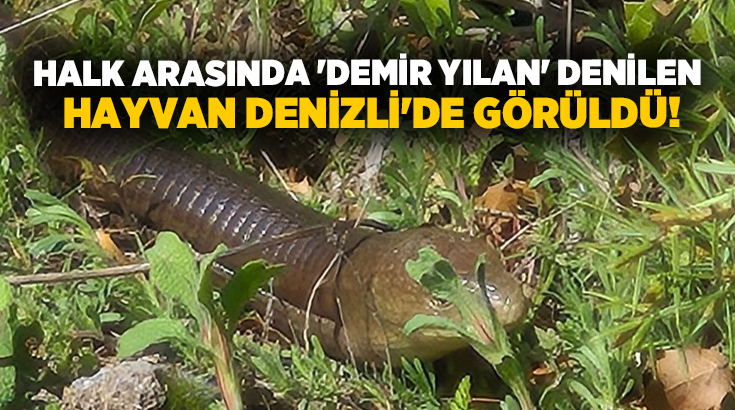 Denizli’de halk arasında "demir yılan" olarak bilinen oluklu kertenkele, Bozkurt