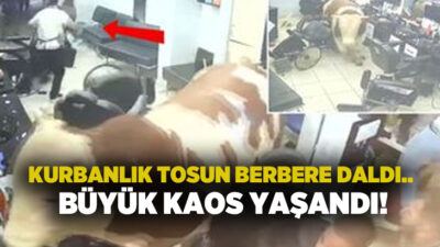 Sahibinin elinden kaçan kurbanlık tosun, Sultanbeyli’de bir berber salonunun camlarını