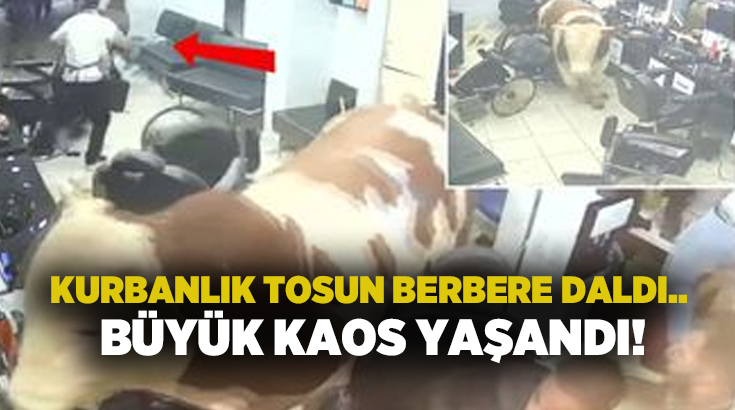 Sahibinin elinden kaçan kurbanlık tosun, Sultanbeyli’de bir berber salonunun camlarını