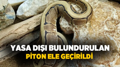 Ordu'da bir kişinin yasa dışı şekilde elinde bulundurduğu piton yılanı,