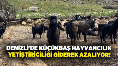 Kurban Bayramı’nın yaklaşmasıyla birlikte hayvan pazarlarında hareketlilik artarken, üreticiler ise