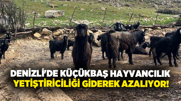 Kurban Bayramı’nın yaklaşmasıyla birlikte hayvan pazarlarında hareketlilik artarken, üreticiler ise