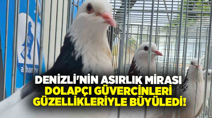 Denizli’nin asırlık mirası Dolapçı güvercinleri, 2026 Irk Güzelliği Yarışması’nda podyuma
