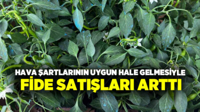 Hava şartlarının tarımsal üretime elverişli seyretmesiyle birlikte vatandaşlar fide dikimine