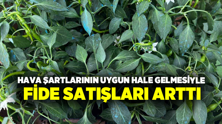 Hava şartlarının tarımsal üretime elverişli seyretmesiyle birlikte vatandaşlar fide dikimine