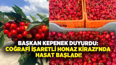Coğrafi işaretli Honaz Kirazı'nda hasat sezonu başladı. Honaz Belediye Başkanı