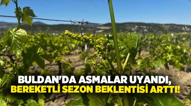 Denizli’nin Buldan ilçesinde asmalarda başlayan uyanma ve doğuşlar, üreticilerde verimli