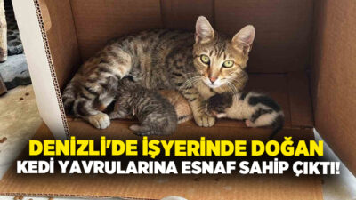 Denizli’nin Buldan ilçesinde işyerinde doğum yapan kediye ve yavrularına esnaflar
