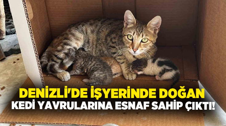 Denizli’nin Buldan ilçesinde işyerinde doğum yapan kediye ve yavrularına esnaflar