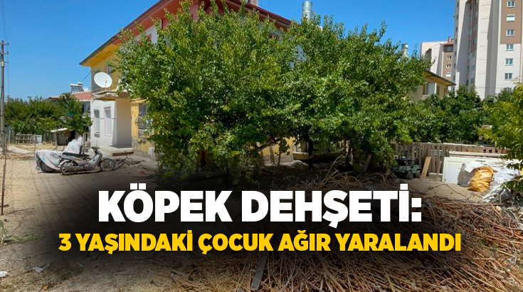 Karaman’da sahibinden kaçtığı iddia edilen Belçika kurdu cinsi köpeğin saldırısına