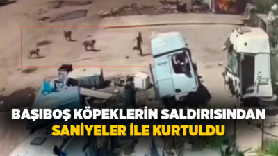 Şırnak’ın Silopi ilçesinde başıboş sokak köpeklerinin küçük bir çocuğa saldırdığı