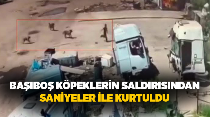 Şırnak’ın Silopi ilçesinde başıboş sokak köpeklerinin küçük bir çocuğa saldırdığı