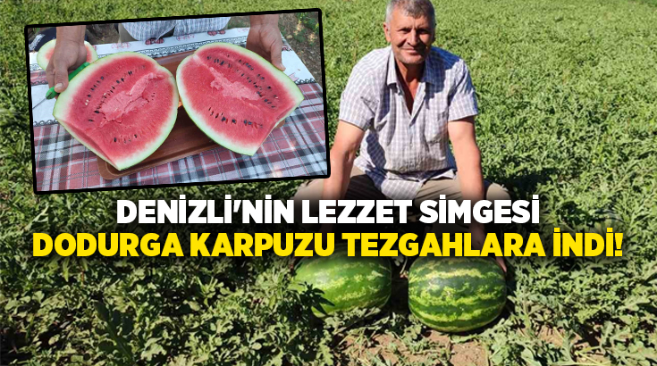 Denizli’nin Acıpayam ilçesine bağlı Dodurga Mahallesi’nde sezonun ilk karpuz hasadı