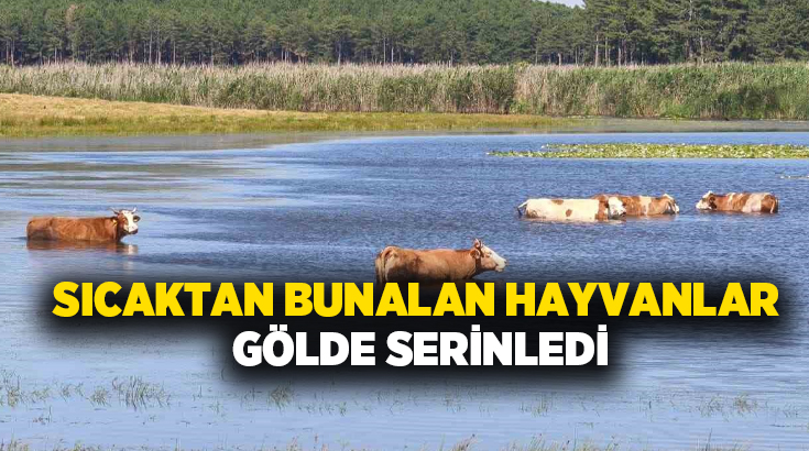 Denizli’nin Buldan ilçesinde sıcak havalardan etkilenen büyükbaş hayvanlar, Süleymanlı Yayla
