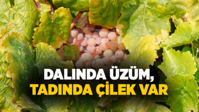 Manisa Bağcılık Araştırma Enstitüsü’nde hasadı yapılan Bronx Seedless üzüm çeşidi,